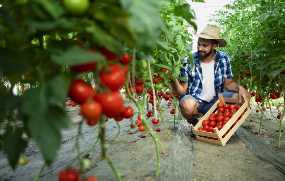 Drut do podwiązywania pomidorów, czym się kierować przy wyborze