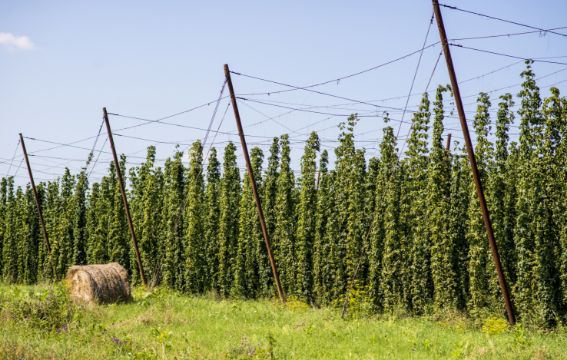 Drut do chmielu, jaki wybrać do uprawy i na co zwrócić uwagę