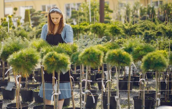 Drut do wiązania drzewek, jaki wybrać, żeby nie uszkodzić roślin