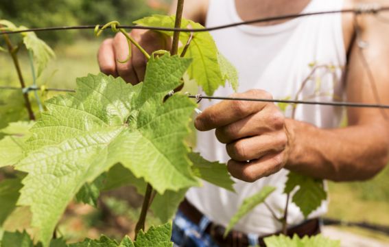 Drut do podwiązywania winogron, jaki sprawdzi się w uprawie pnączy